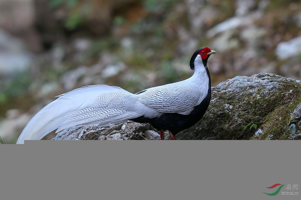 白鷳- 廣西版 guangxi 鳥網