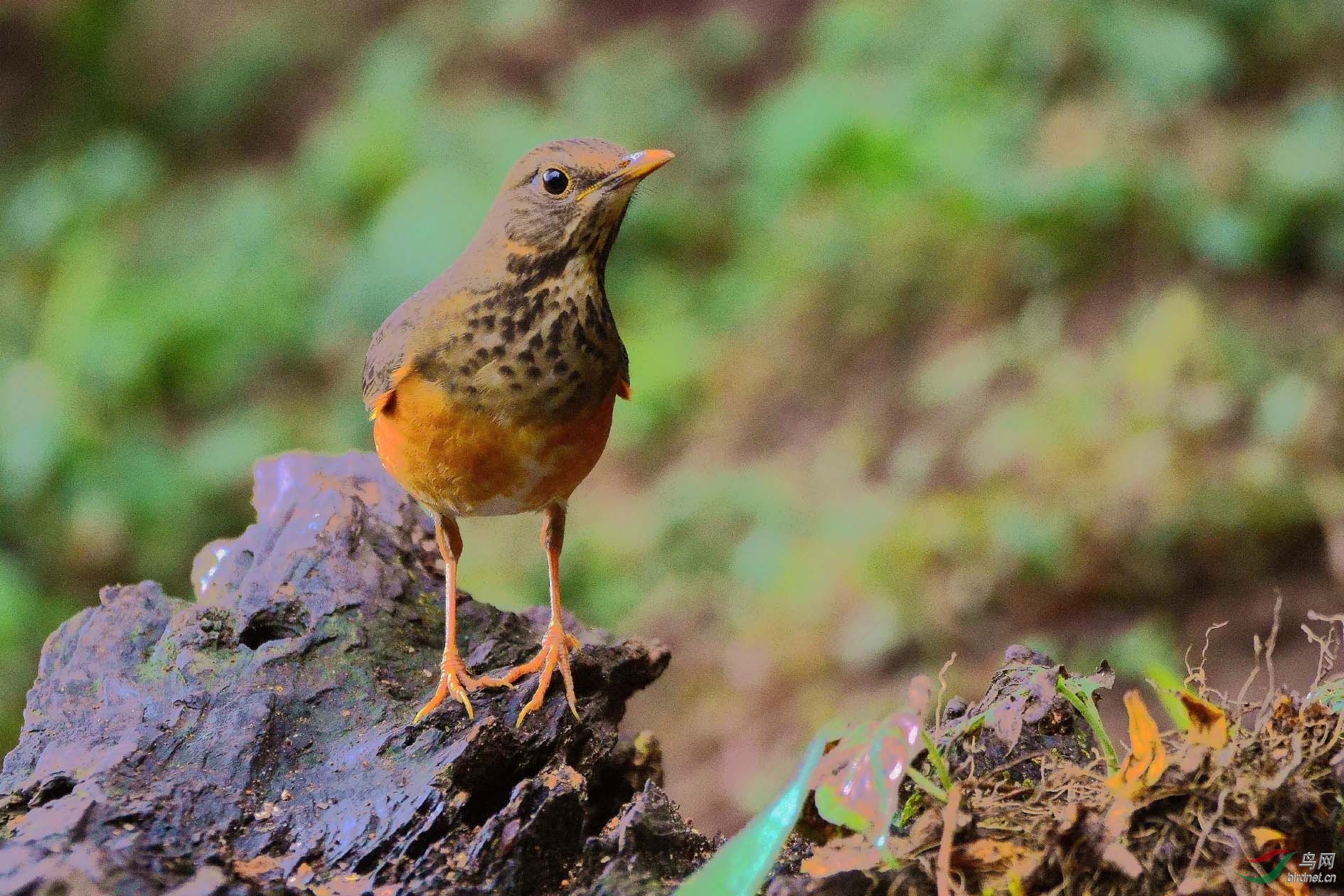 DSC_9546.JPG