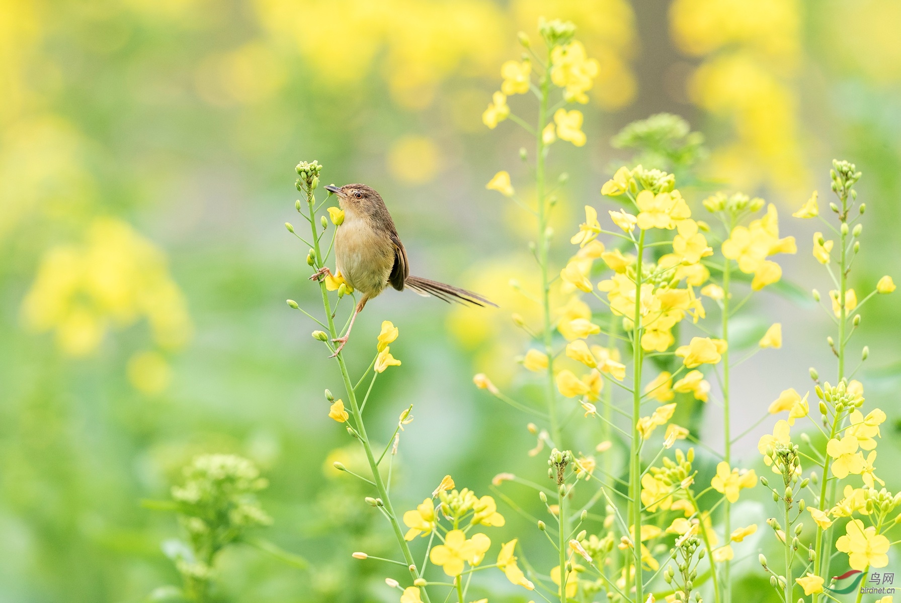 油菜花上的蕉莺