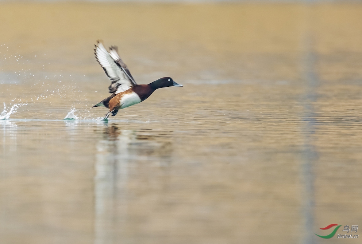 ���Ӻ�����ͷǱѼ