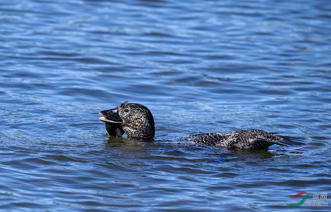 �����ڰ���Wendouree����