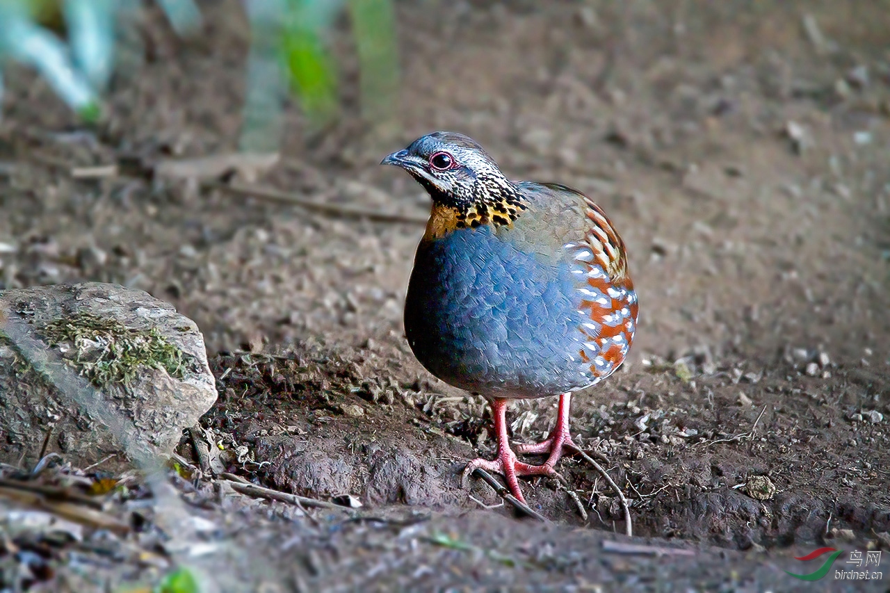 ���ɽ��� (1).jpg