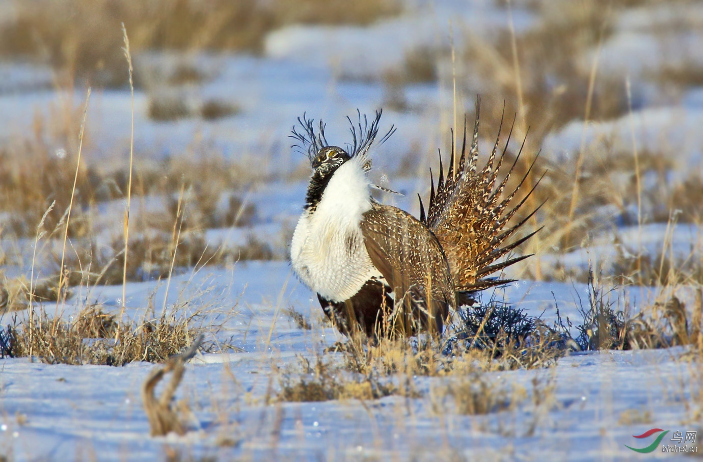 怒发冲冠艾草大松鸡祝贺荣获首页精华