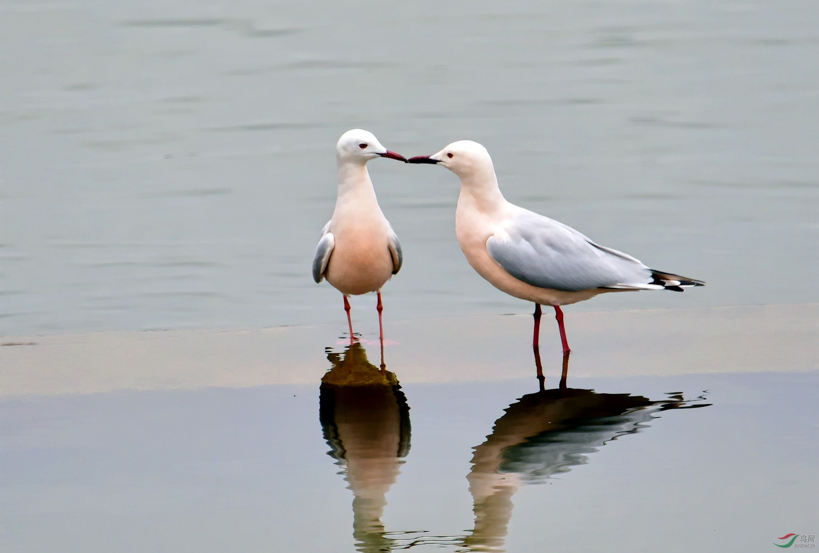 一对细嘴鸥 温馨又可爱