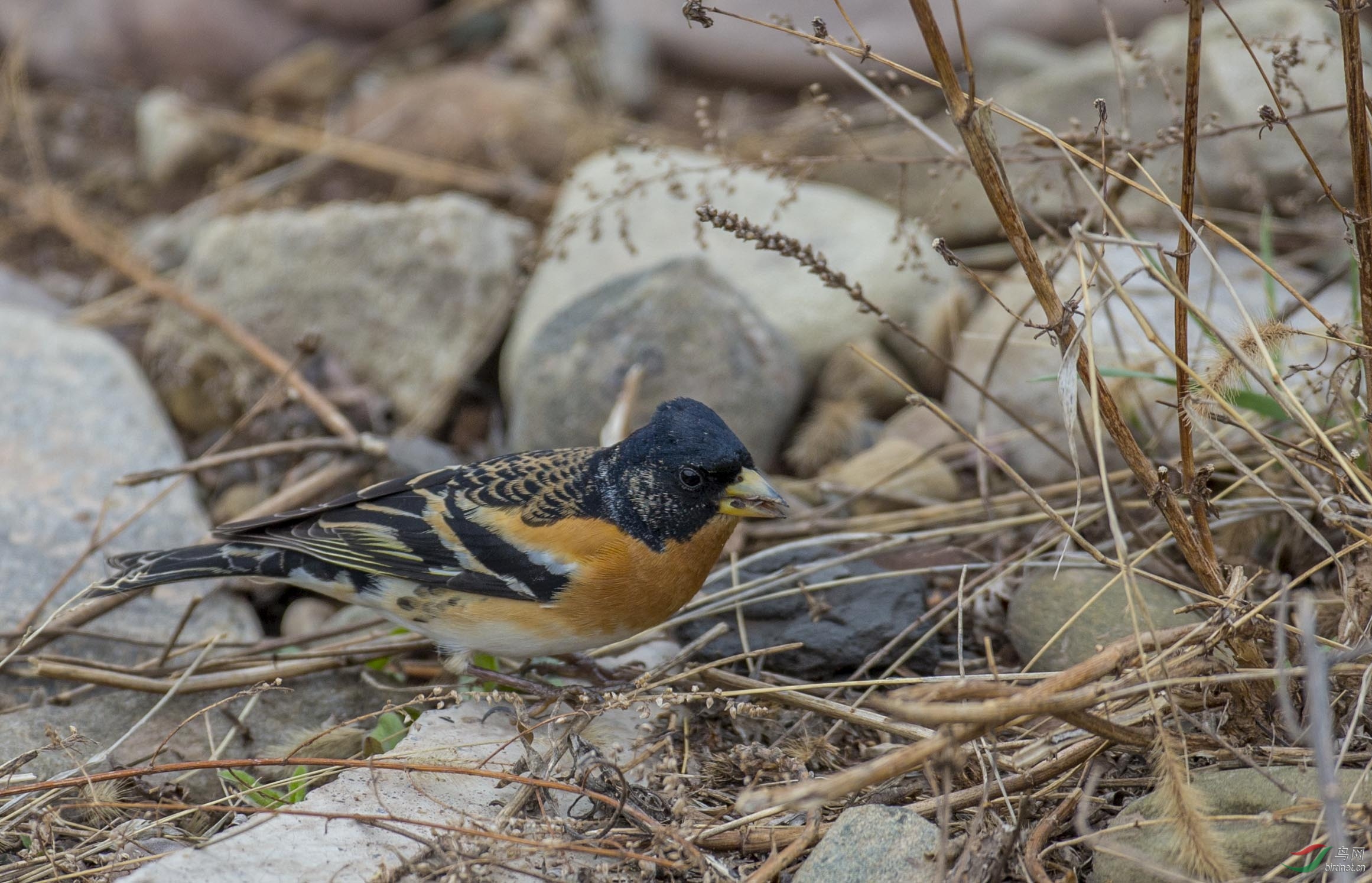 少见这样的黑头燕雀