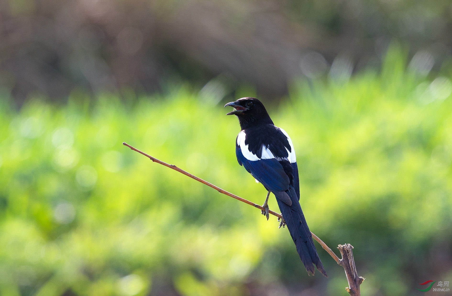 喜鹊(学名: pica pica)是鸟纲鸦科的一种鸟类.共有10个亚种.