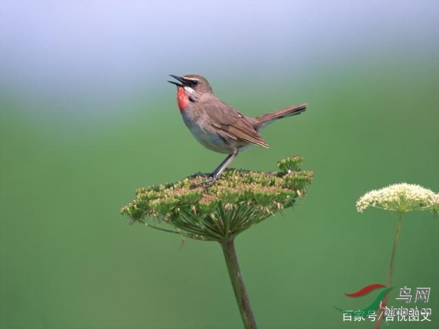 鸟中贵族红点颏也称红喉歌鸲更是中国四大名鸟之一