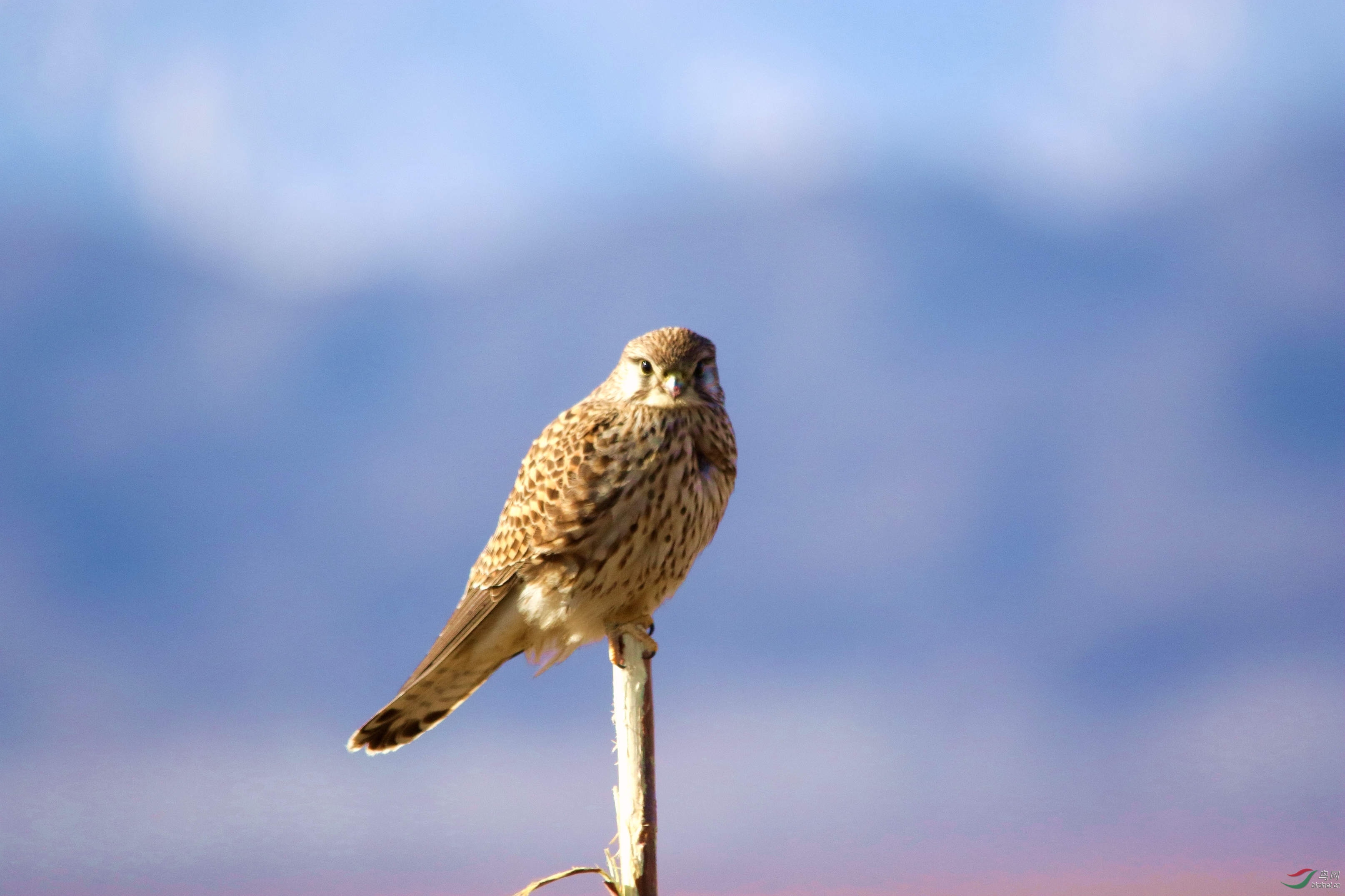 灰背隼.jpg