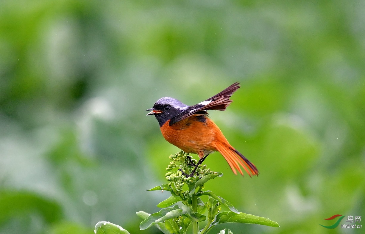 DSC_2100a.JPG