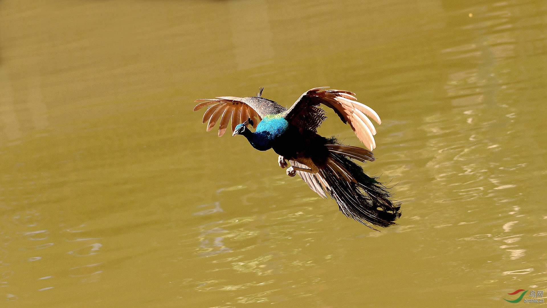 金湖美丽孔雀在飞翔