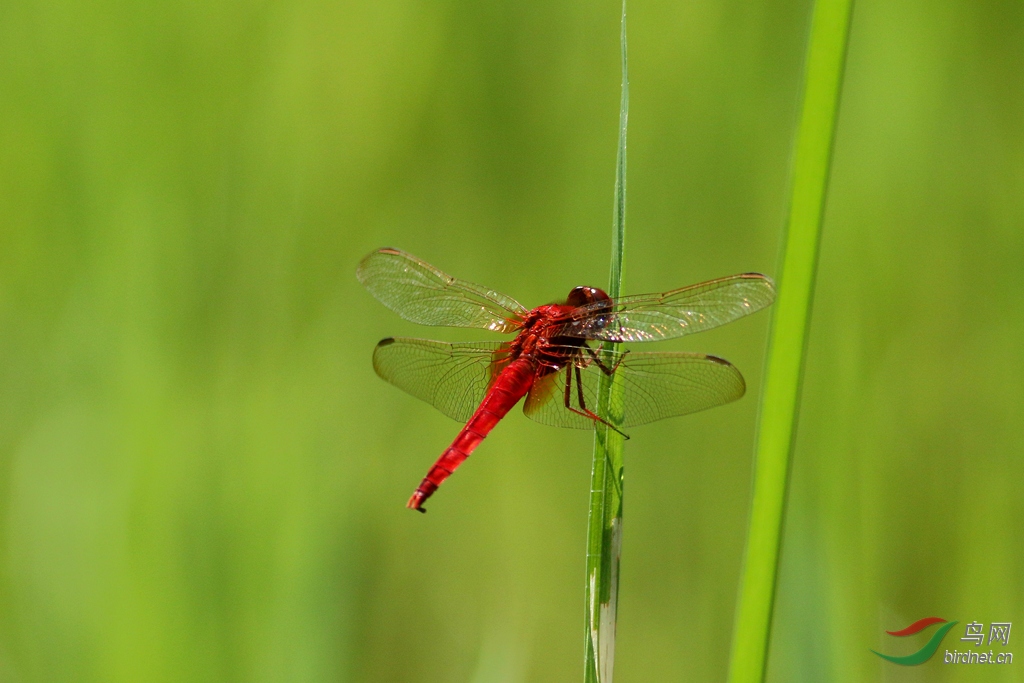 蜻蜓- 野生动物版 鸟网