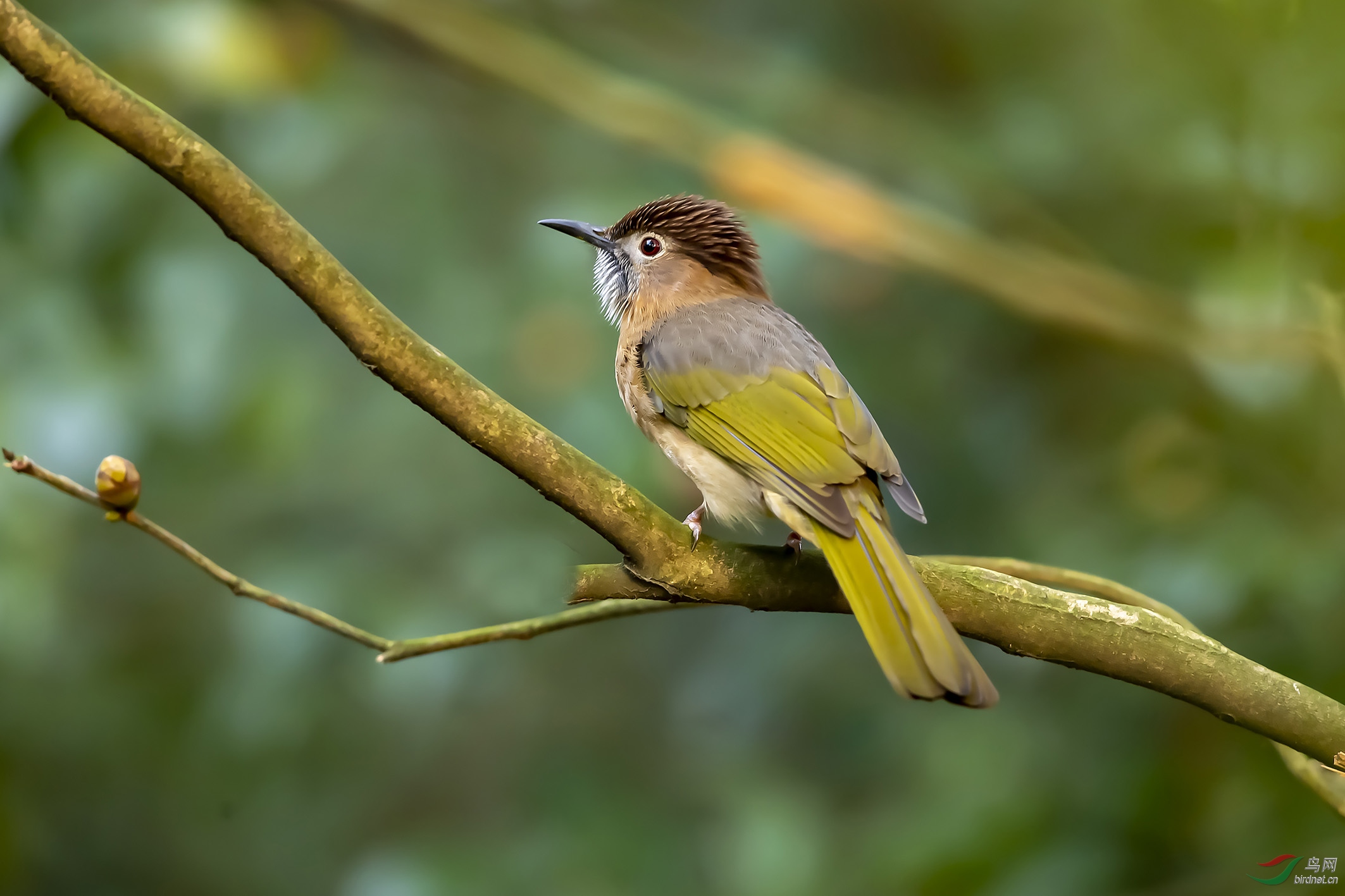 绿翅短脚鹎 - 宁夏版 ningxia 鸟网