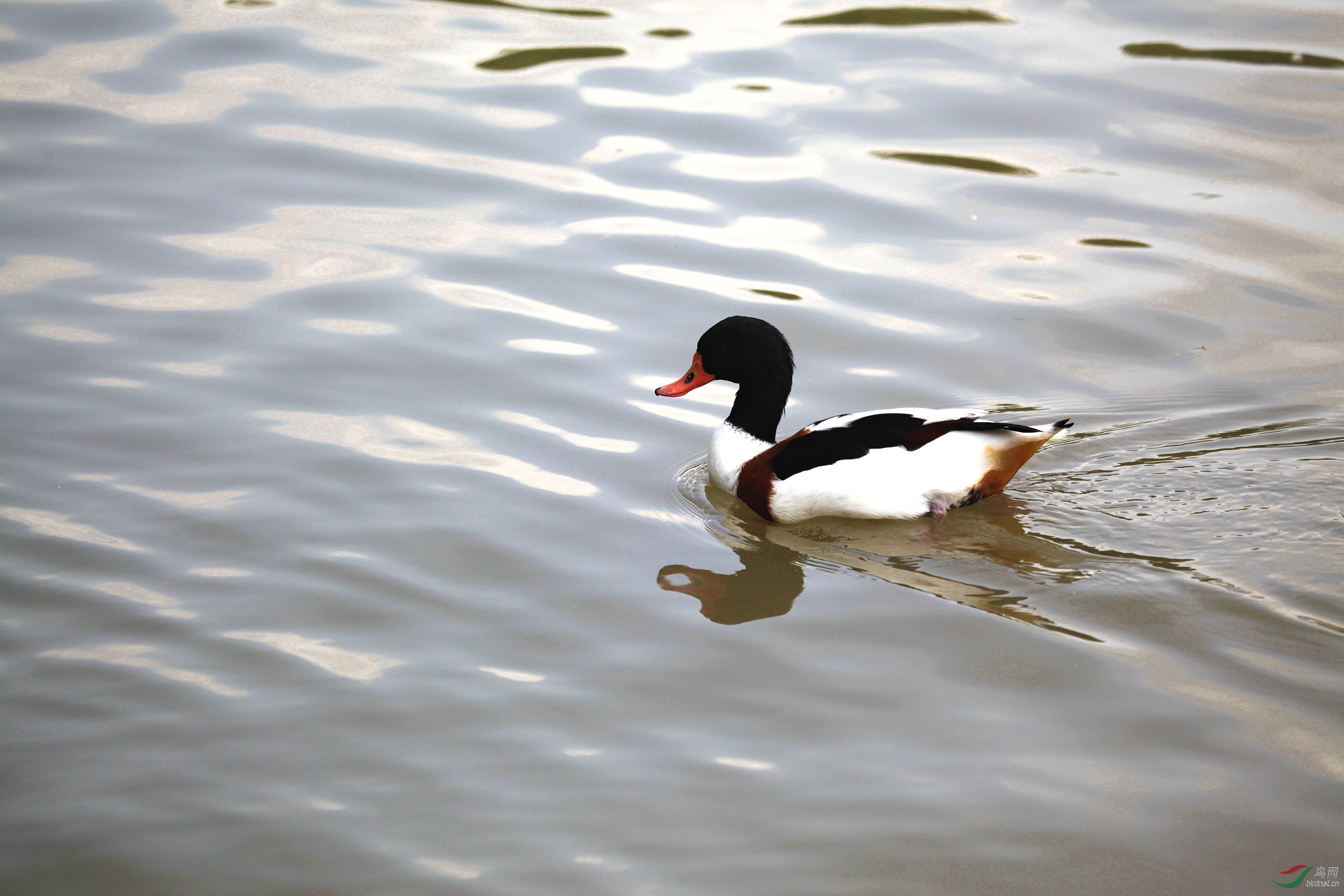翘鼻麻鸭 - 内蒙古版 neimenggu 鸟网