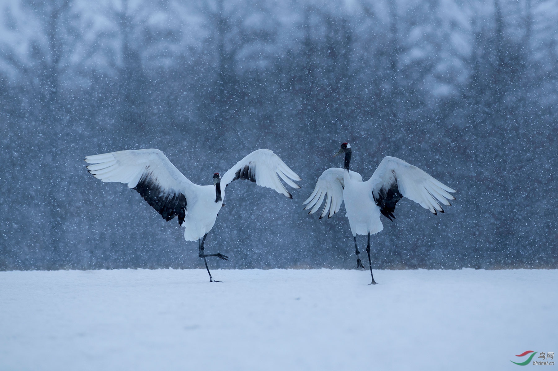 鹤喜满天雪