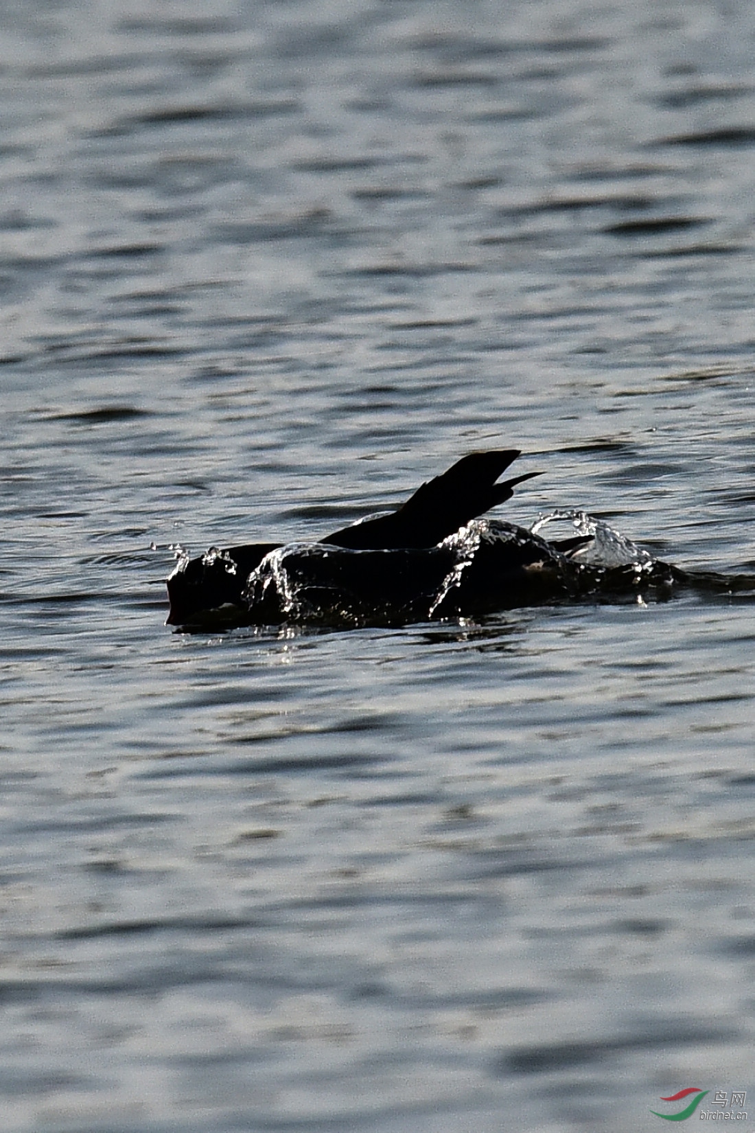 DSC_0020.JPG