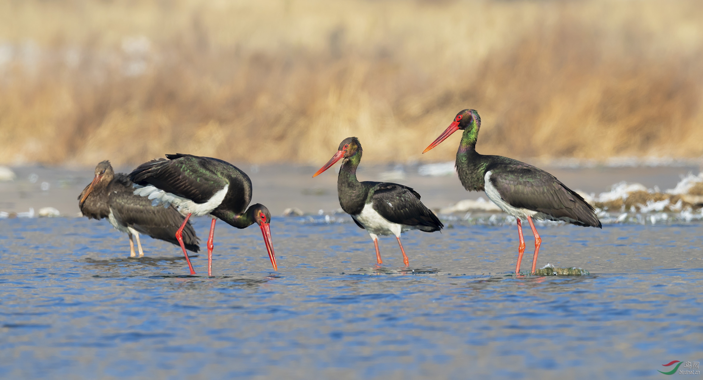 黑鹳(恭贺老师佳作喜获鸟网首页鸟类精华)