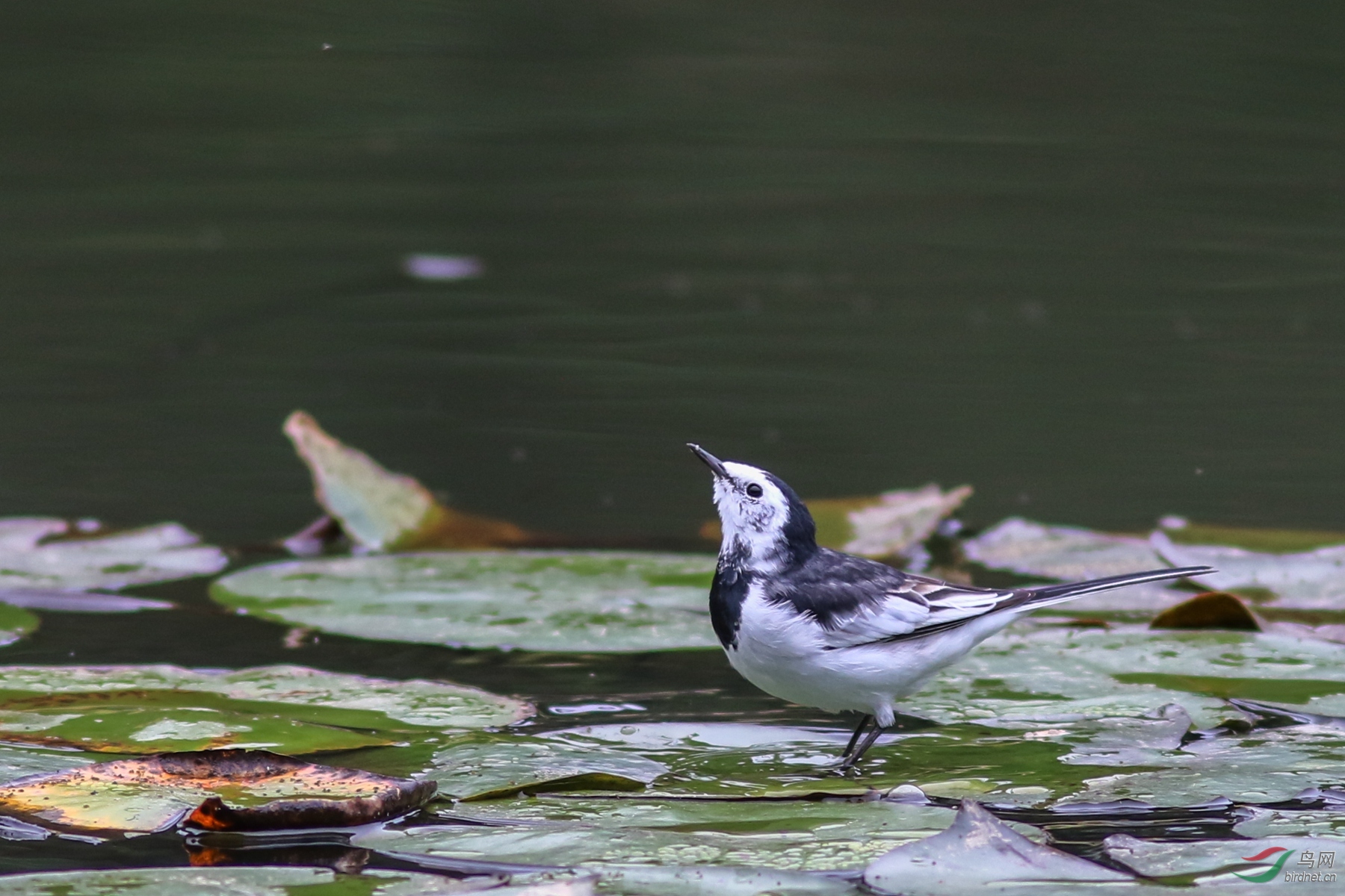 白鹡鸰 - 西藏版 xizang 鸟网