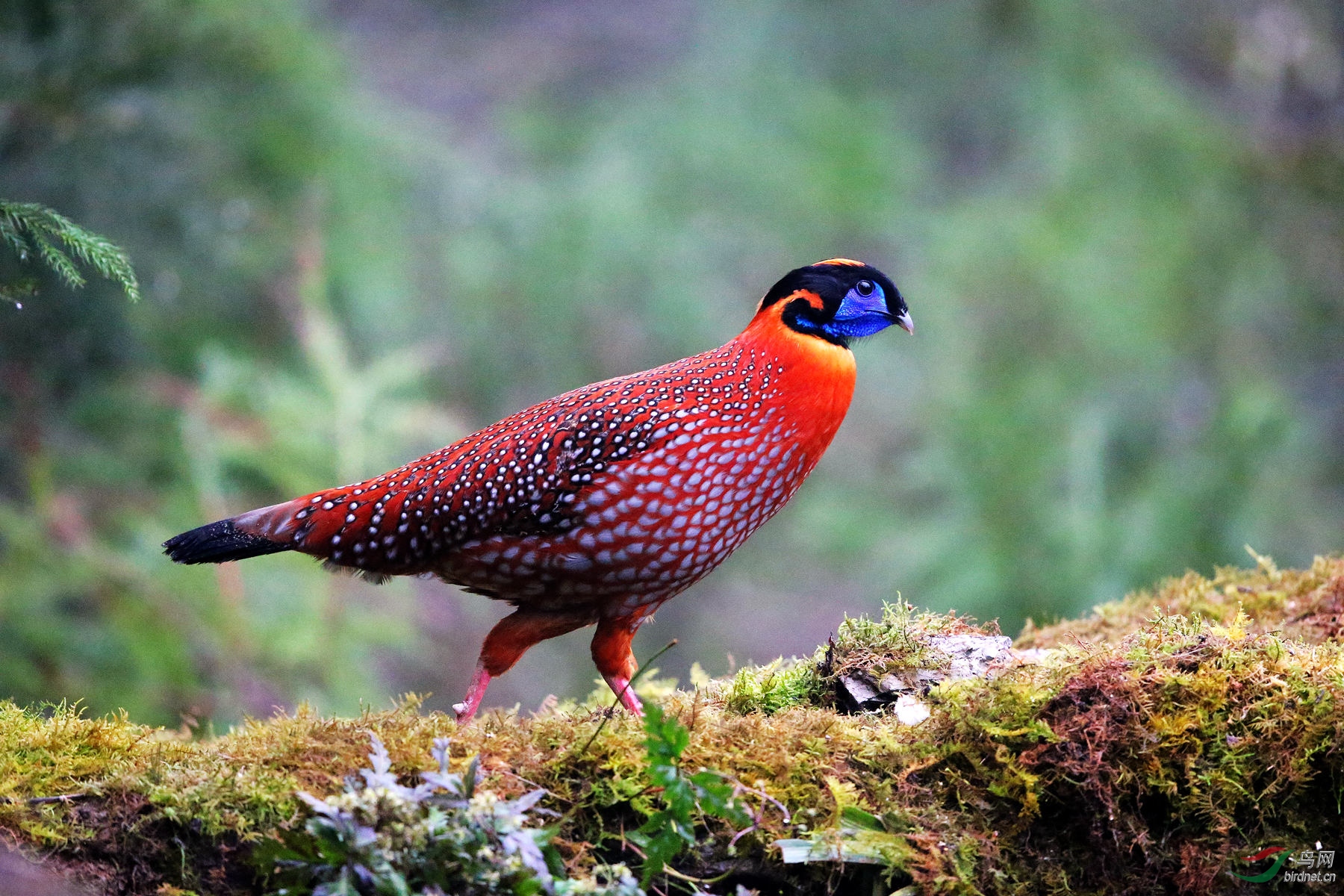 红腹角雉贺获鸟类精华