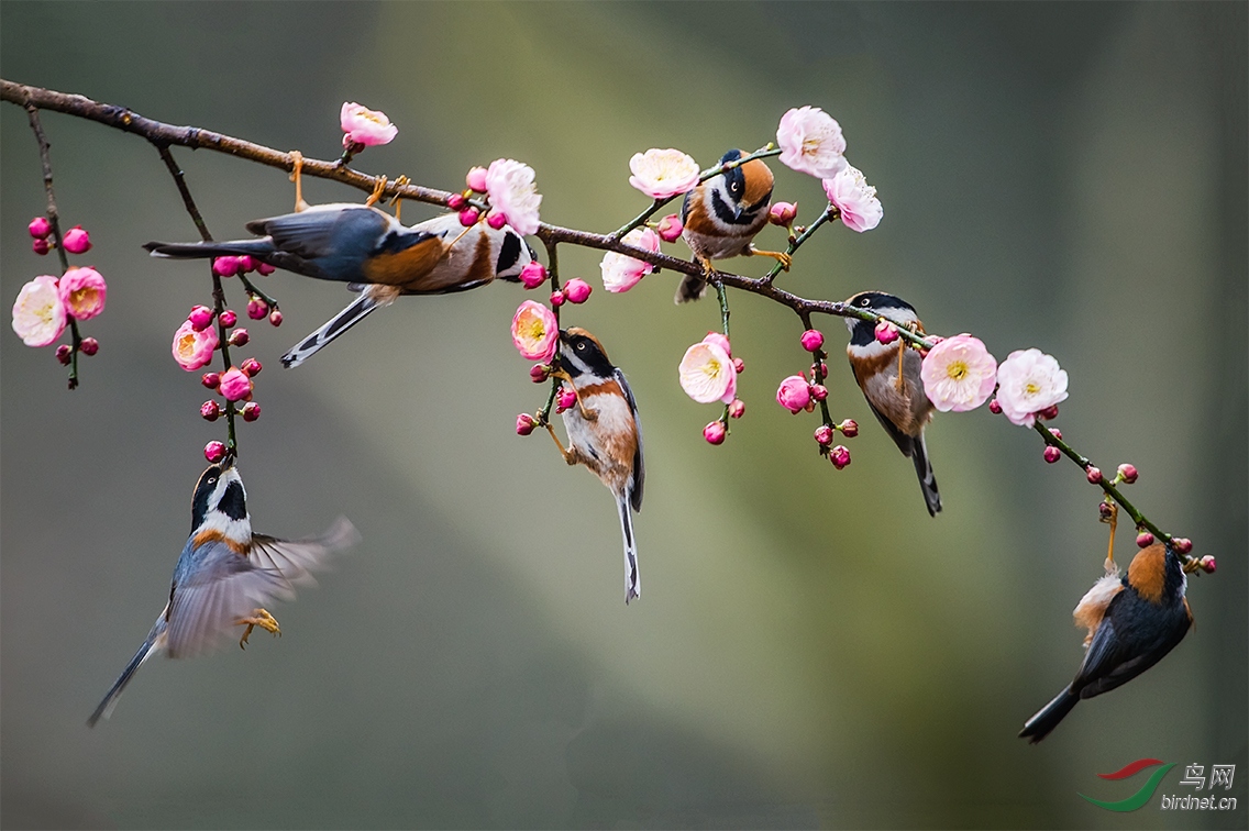 红头闹春(红头长尾山雀) - 湖北版 hubei 鸟网