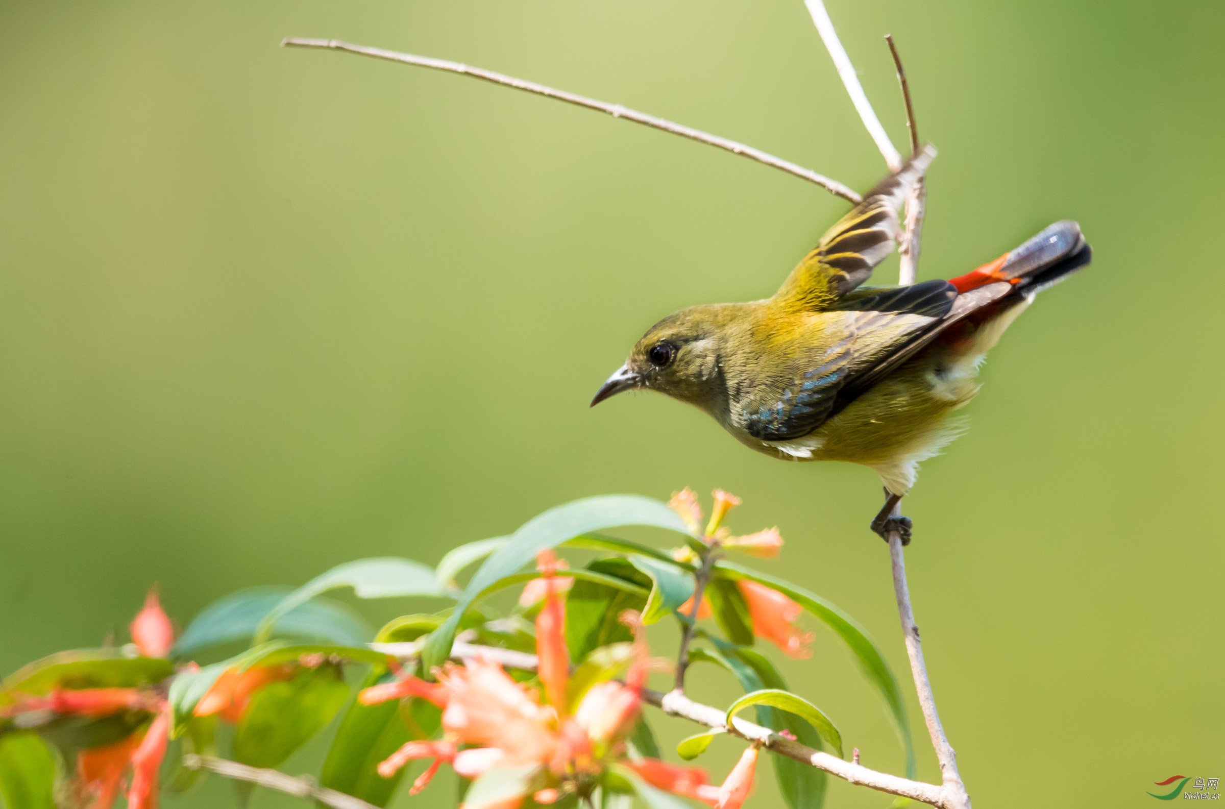 朱背母鸟花鸟图