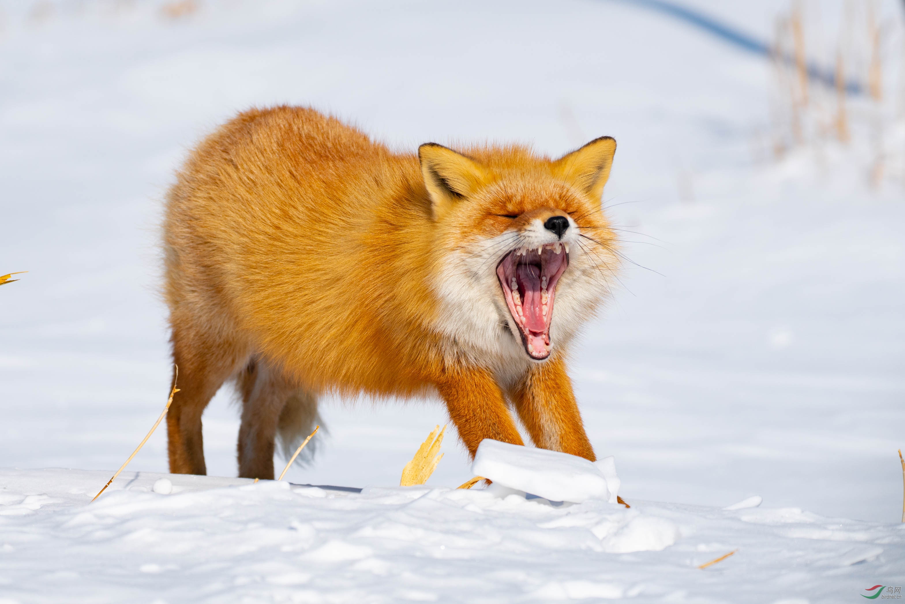 给你看看我的牙!(祝贺佳作获首页精华!