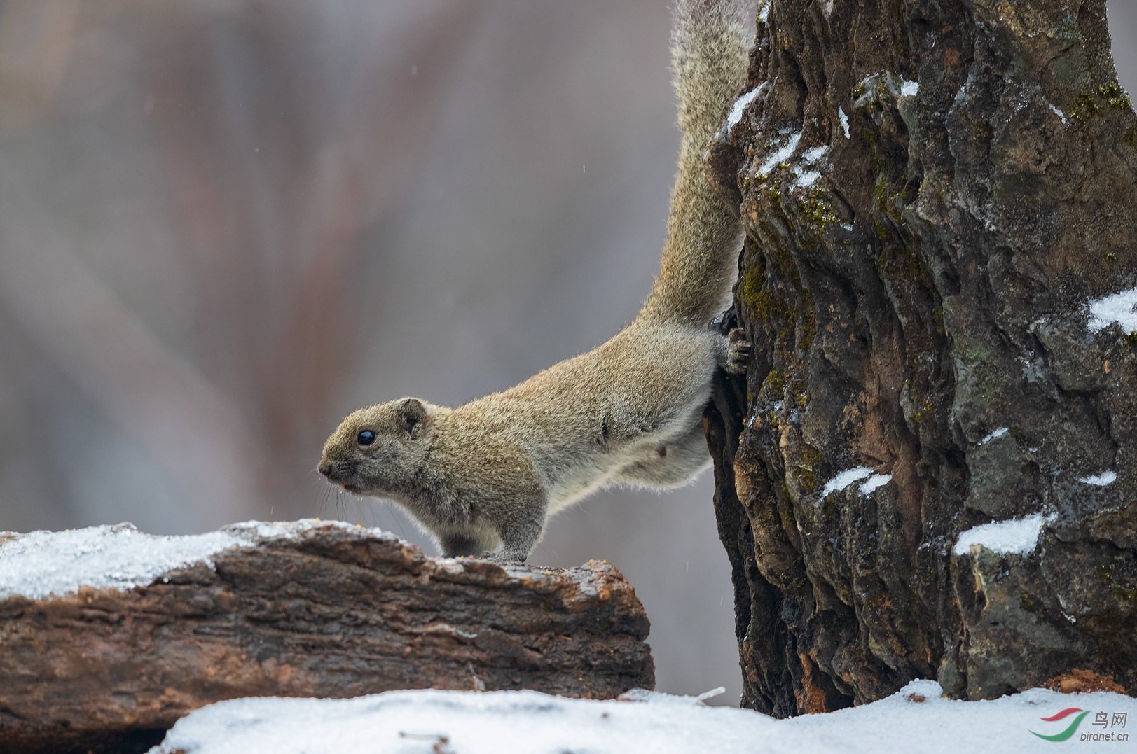 寒冬中觅食的松鼠