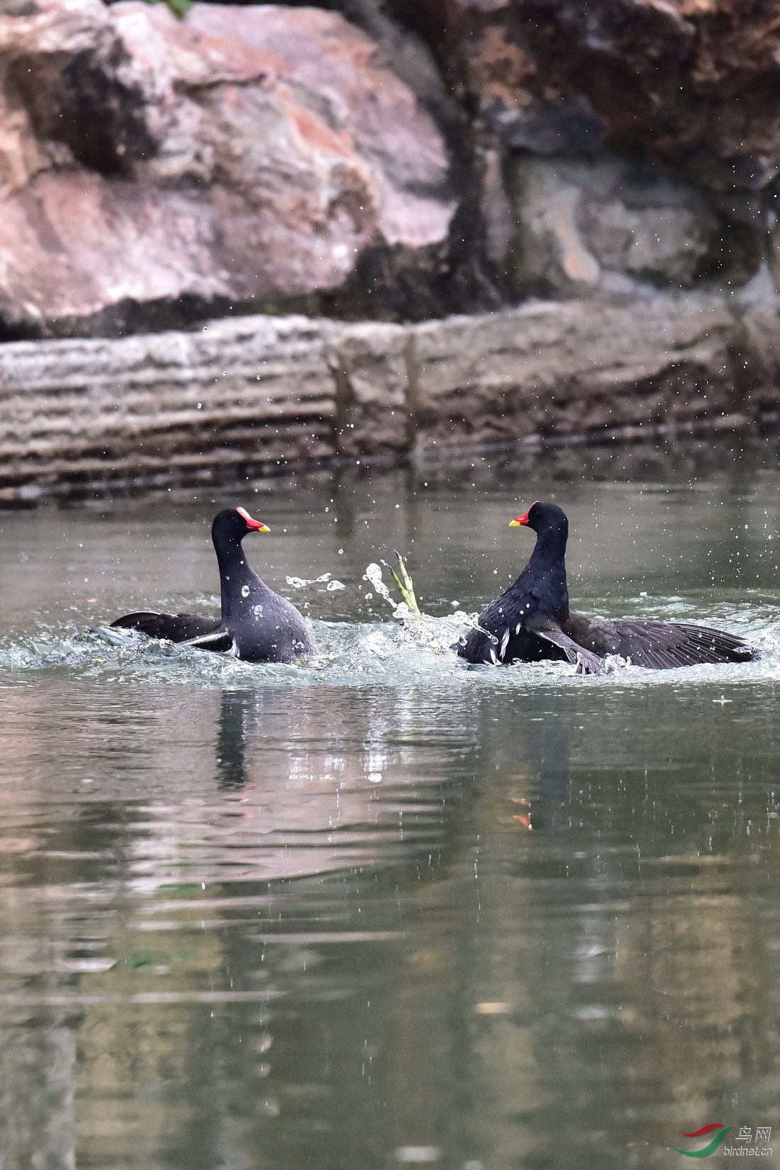 DSC_0083.JPG
