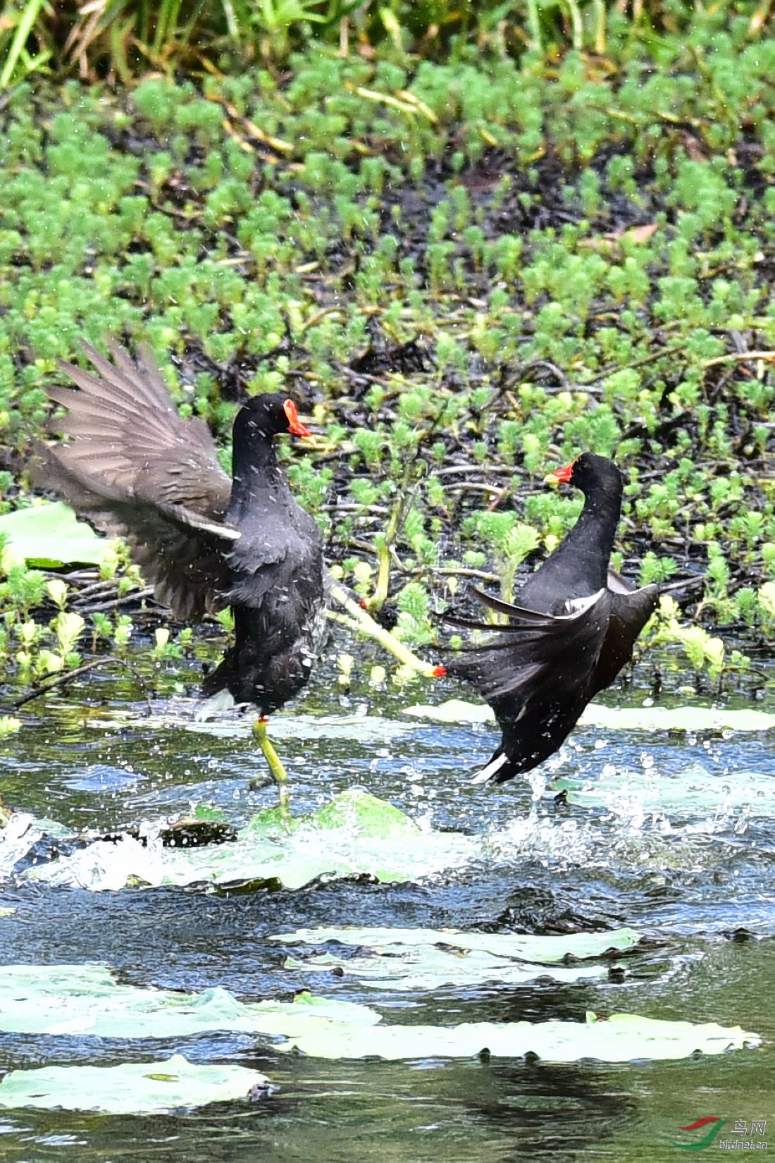 DSC_0088.JPG