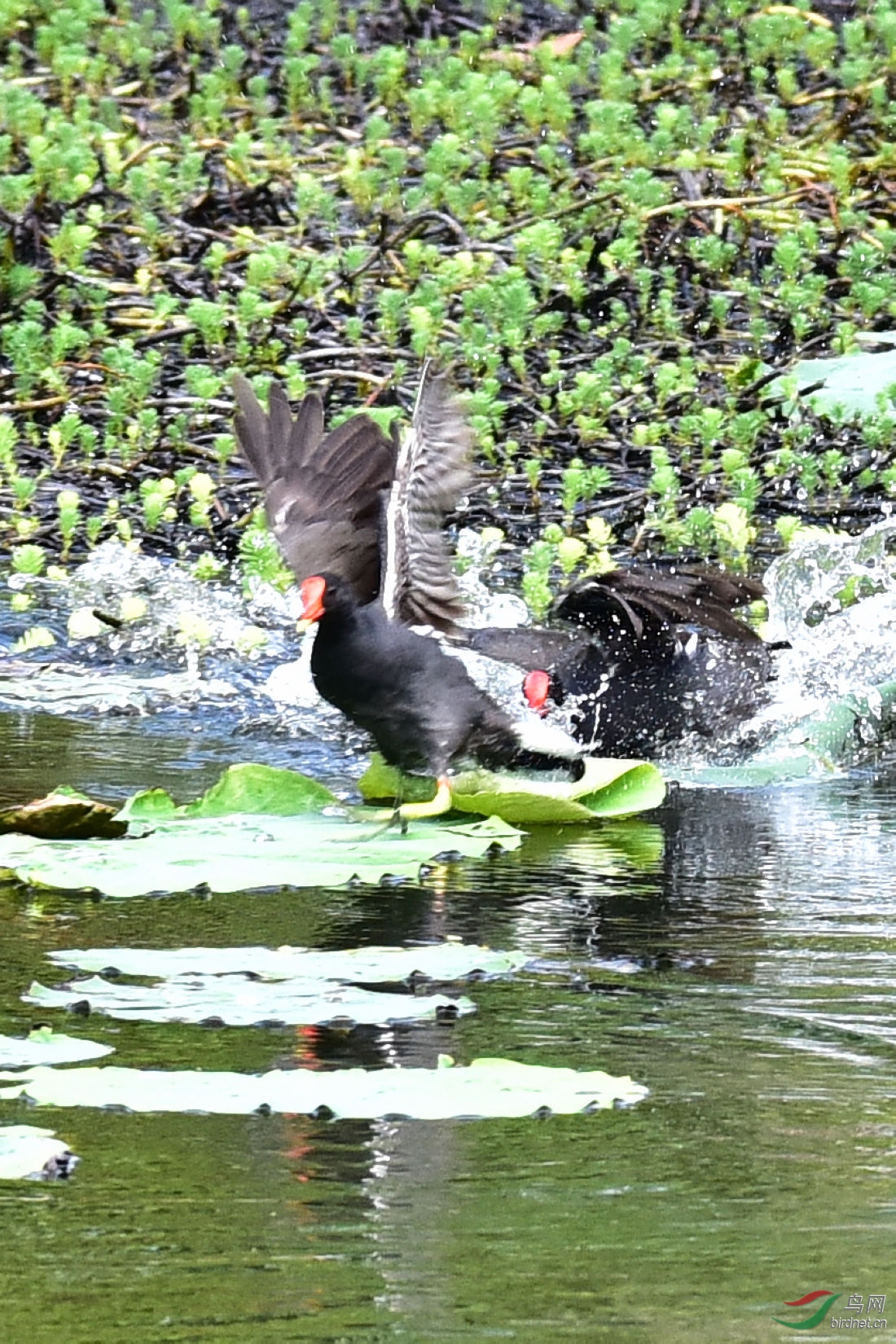 DSC_0090.JPG
