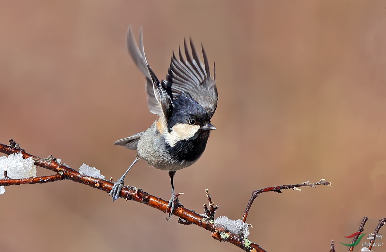 黑冠山雀 - 甘肃版 gansu 鸟网