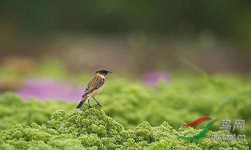 AM3T9763.jpg