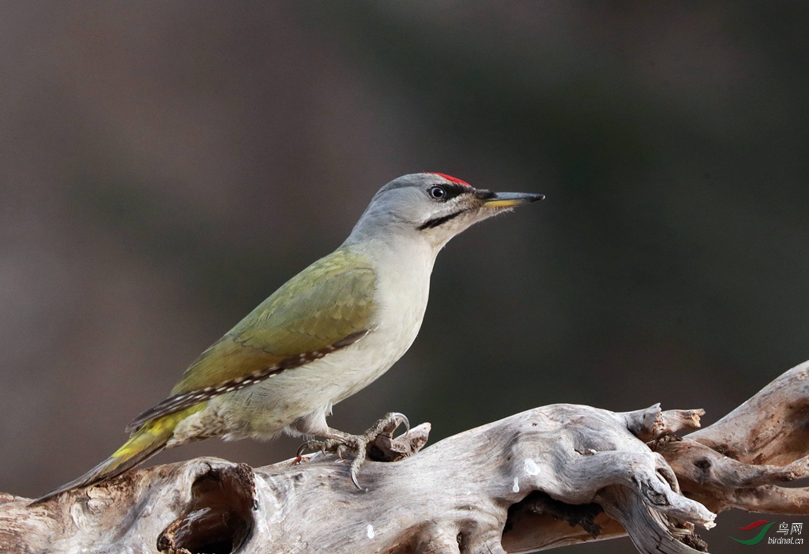灰绿啄木鸟
