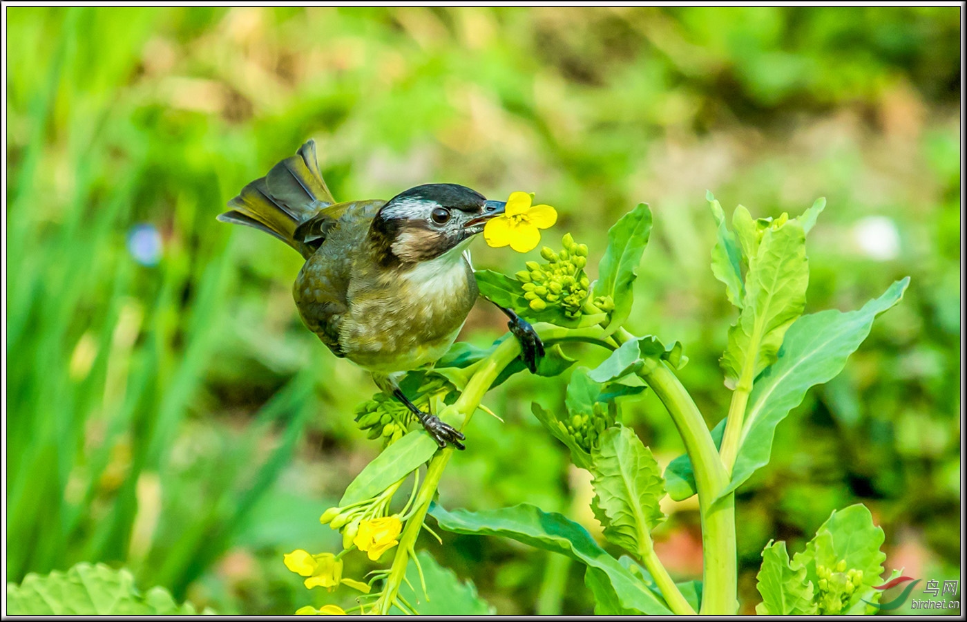 在菜田里偷吃菜花的菜鸟 - 观鸟之旅鸟网
