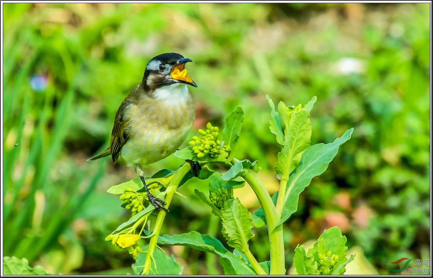 在菜田里偷吃菜花的菜鸟 - 观鸟之旅鸟网