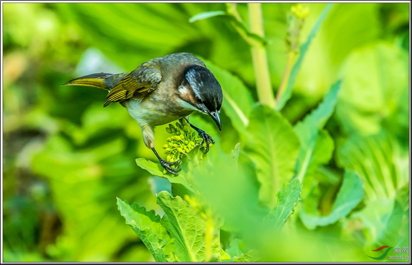 在菜田里偷吃菜花的菜鸟