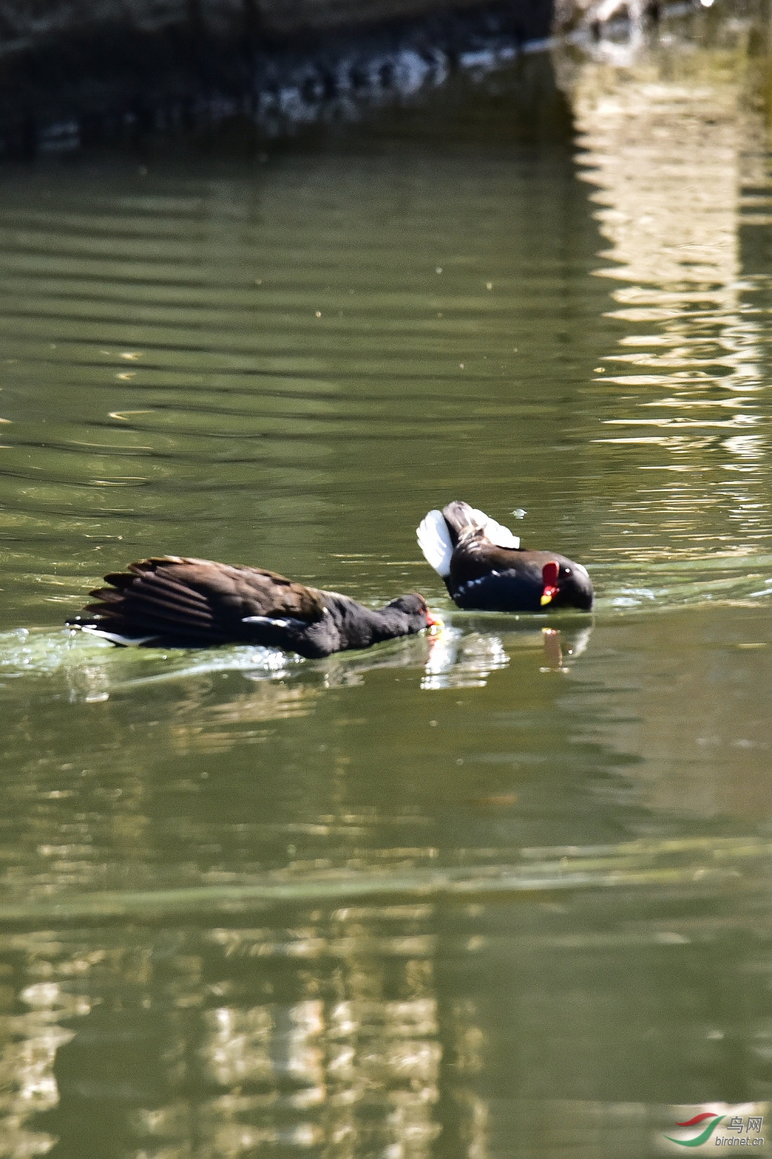 DSC_0093.JPG