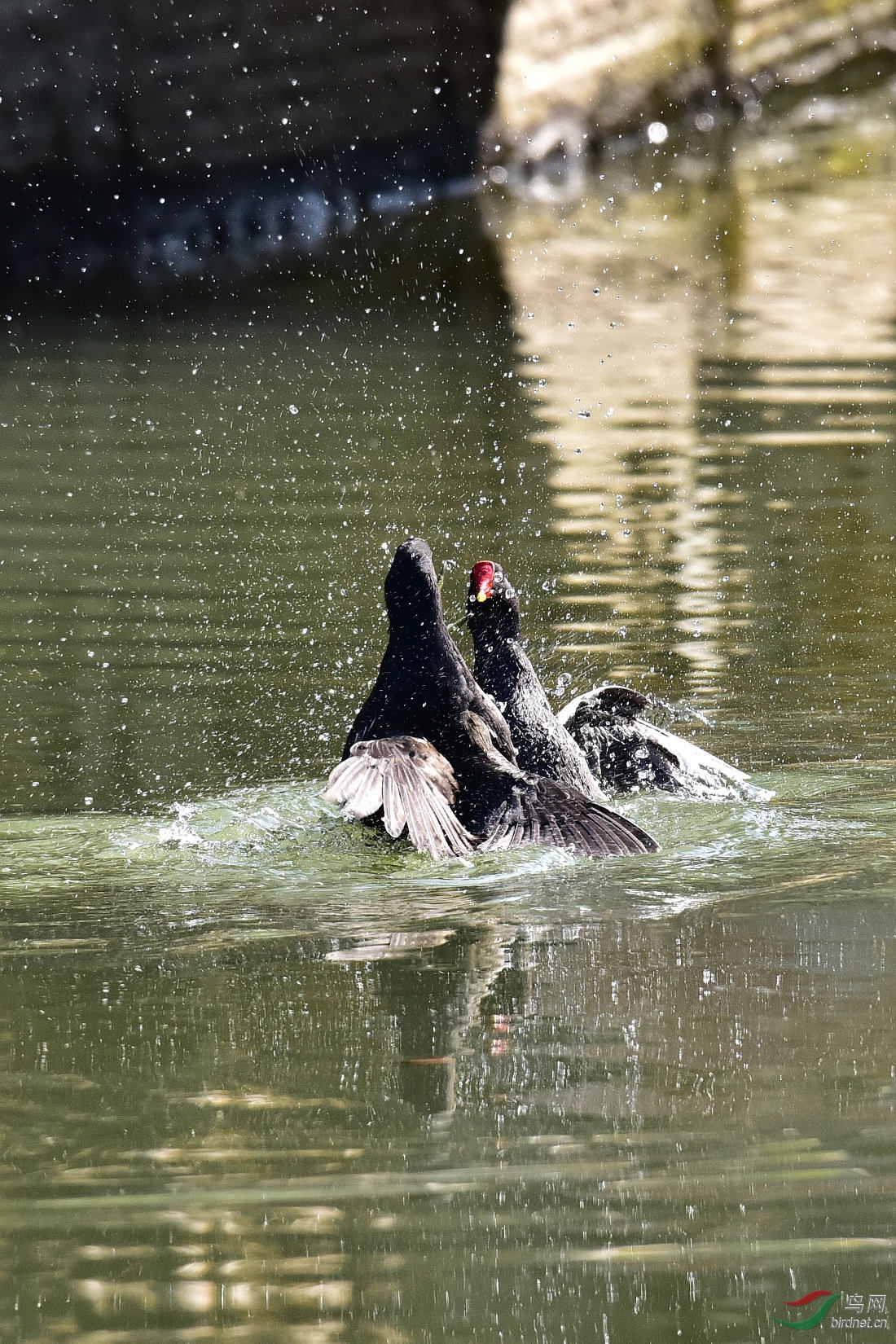 DSC_0097.JPG