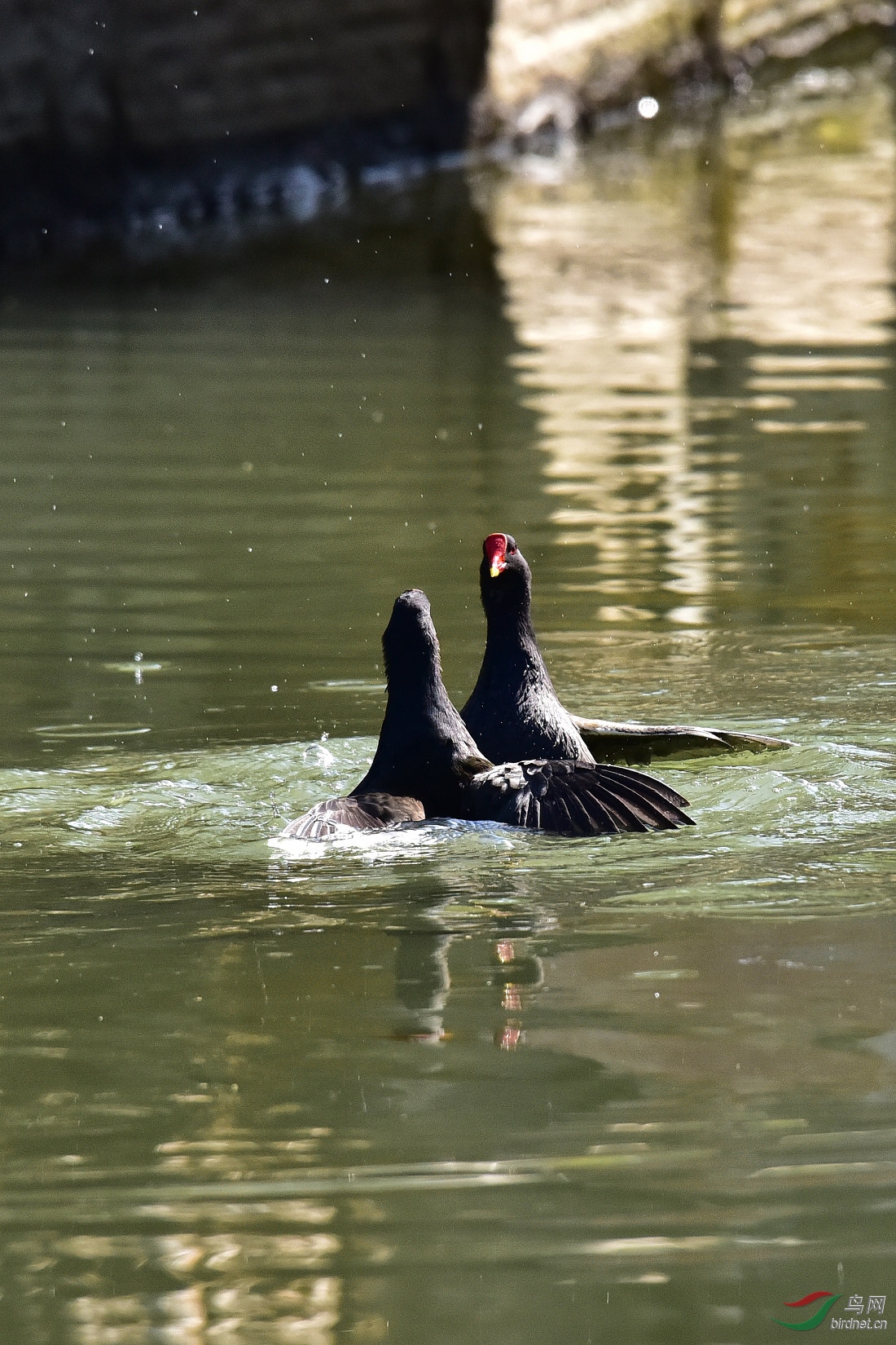 DSC_0100.JPG