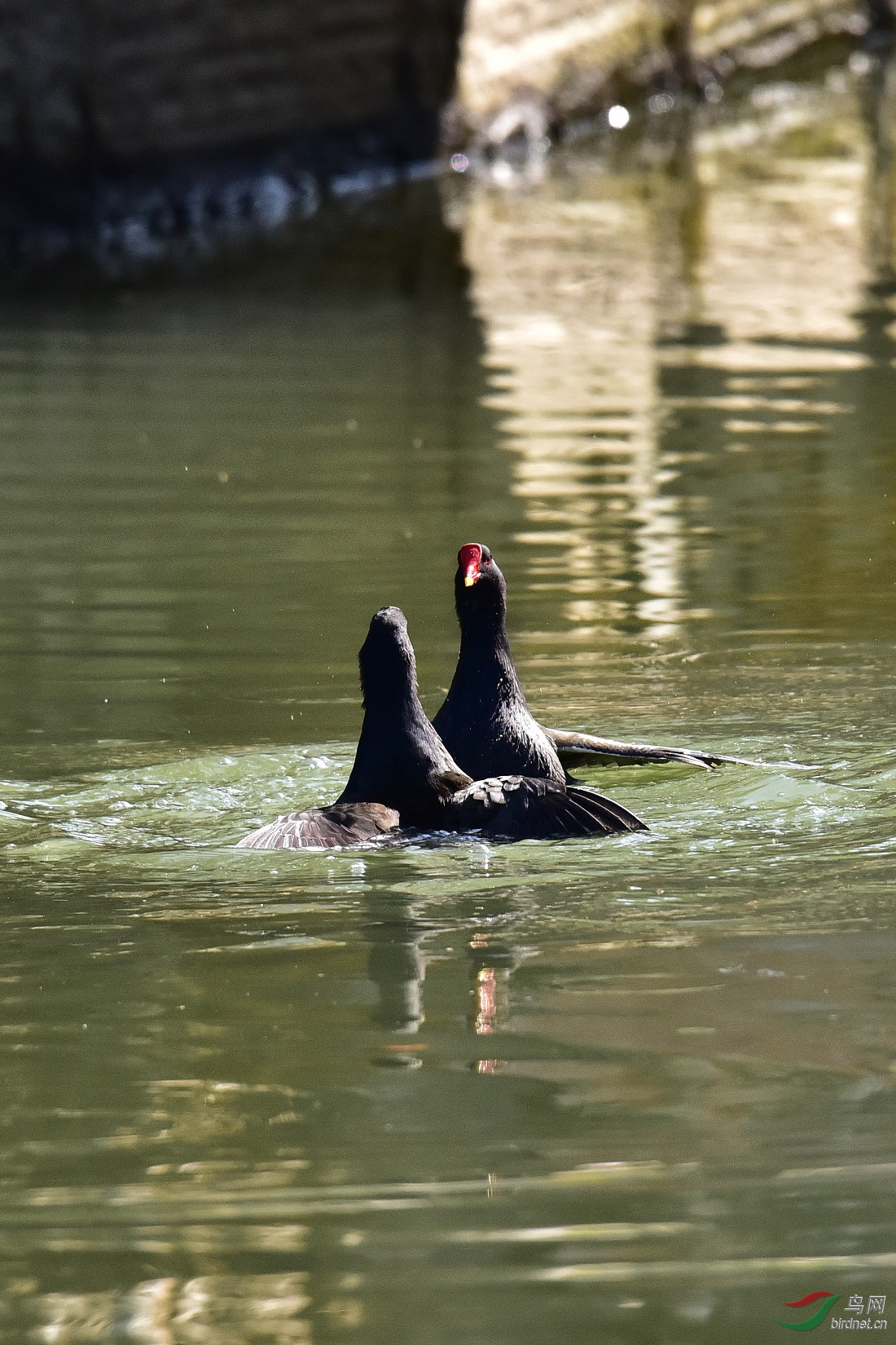 DSC_0101.JPG