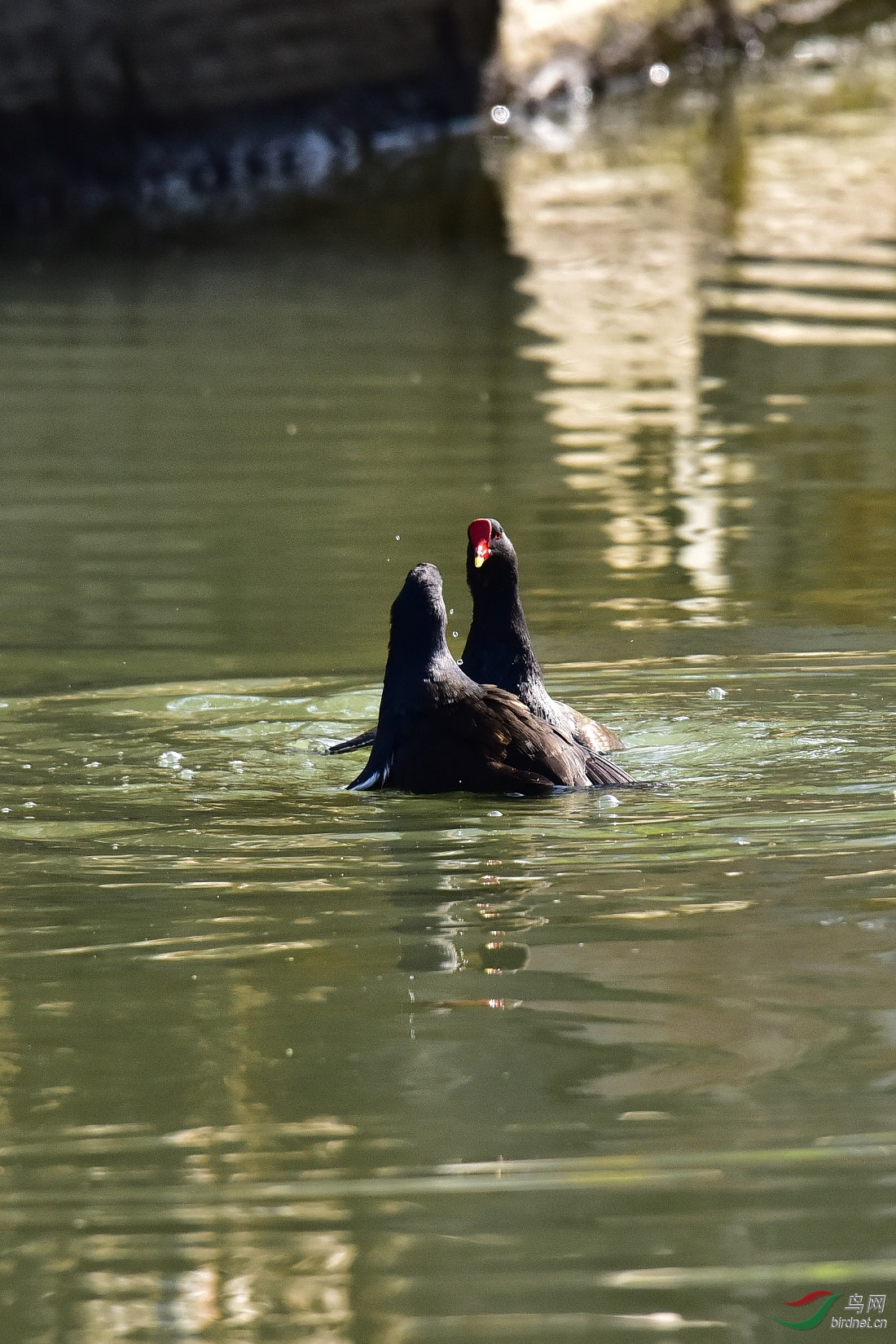DSC_0103.JPG