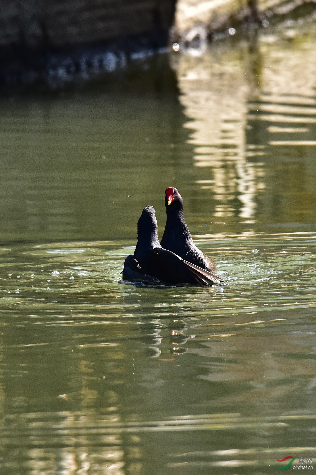 DSC_0104.JPG