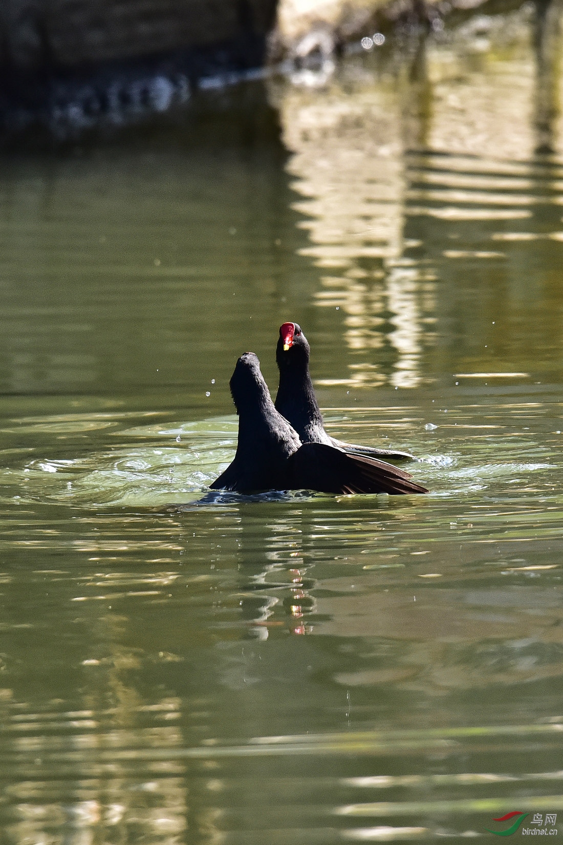 DSC_0106.JPG