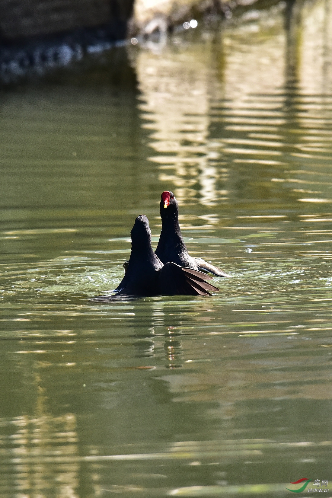DSC_0110.JPG