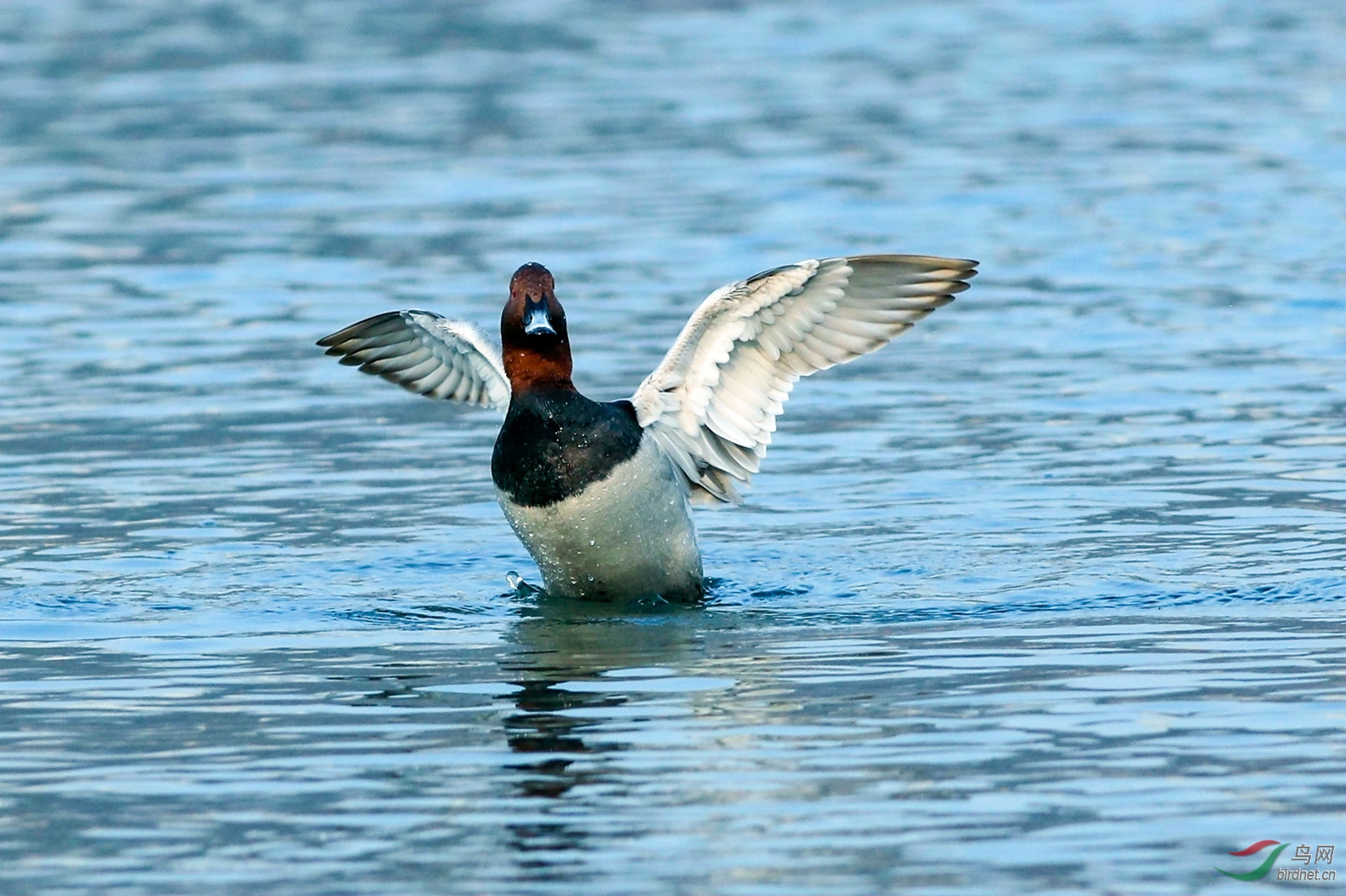 红头潜鸭一二 - 水鸟版 鸟网