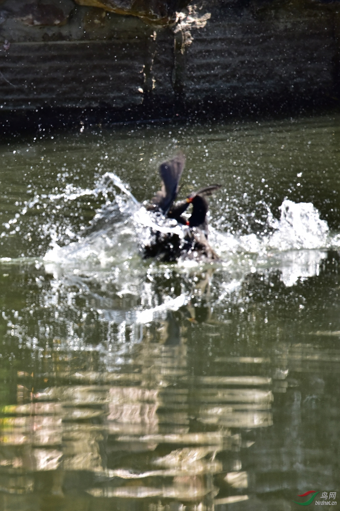 DSC_0126.JPG