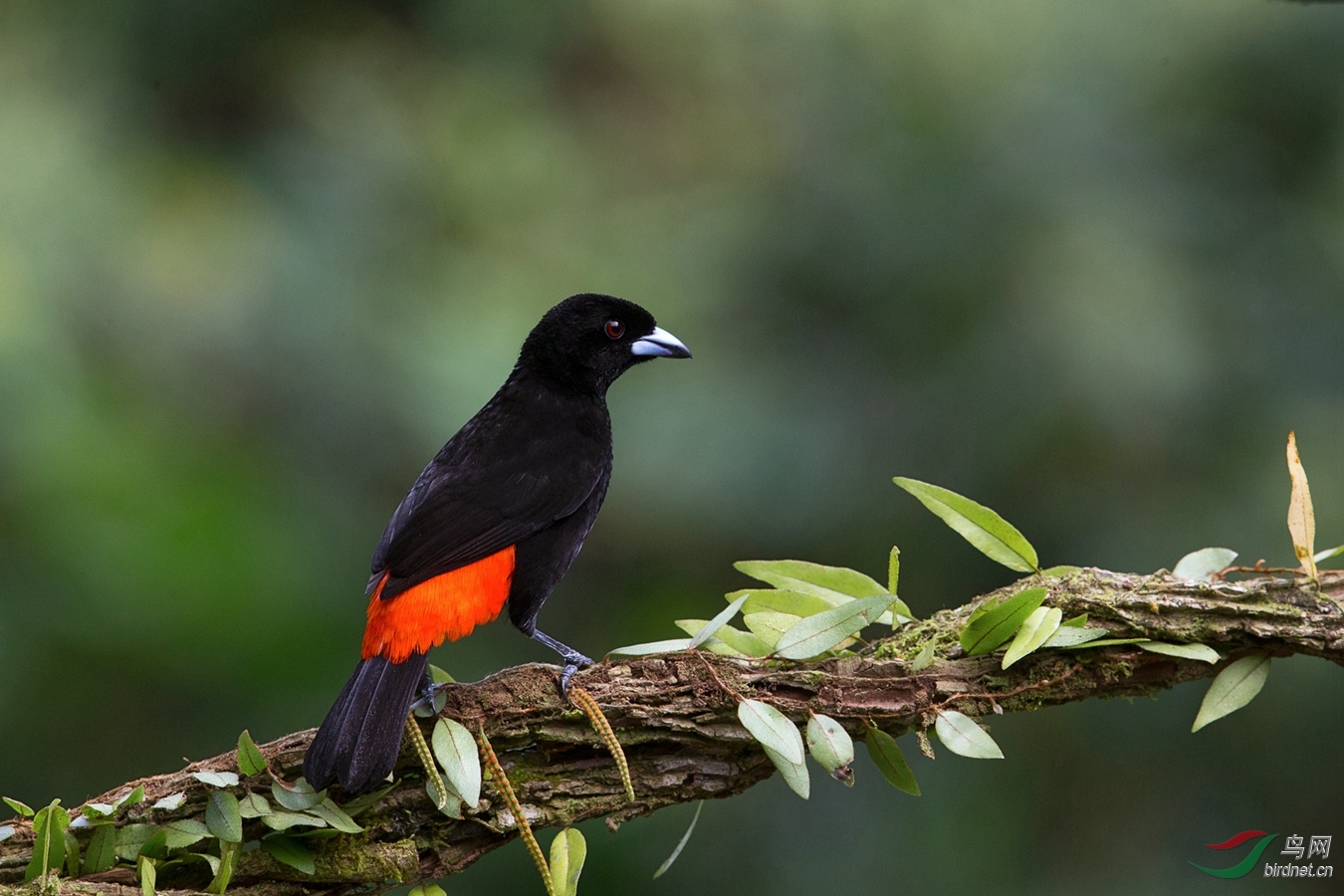 醉人的那一撮红