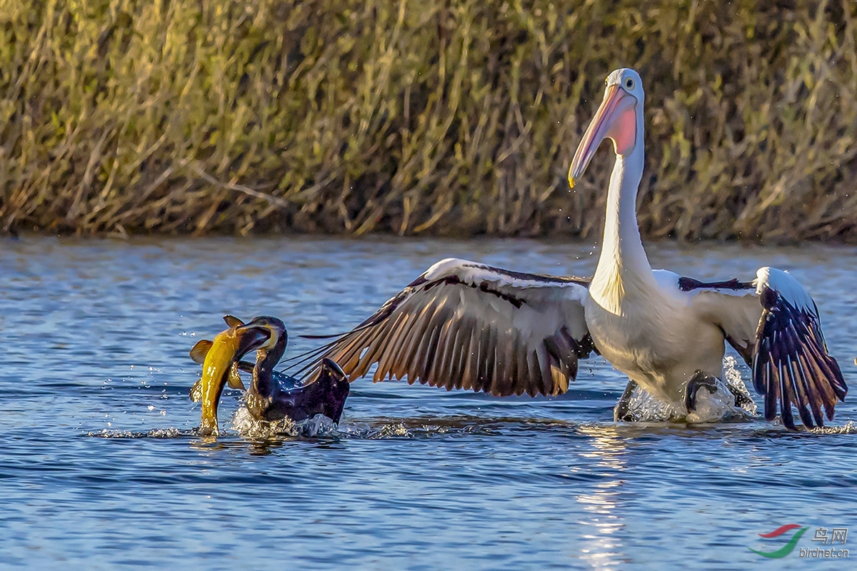 �����ڰ���Wendouree����