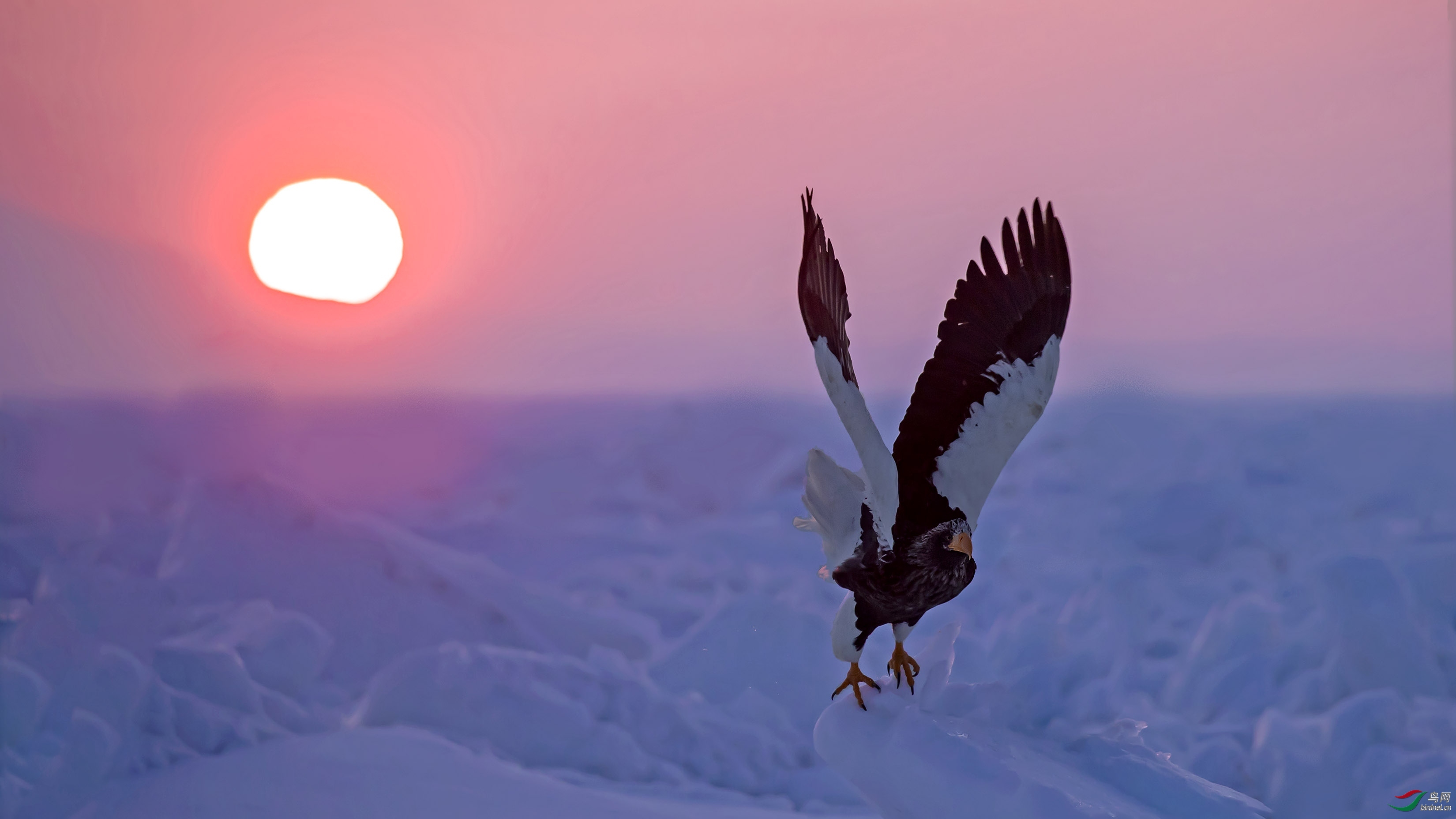 朝阳初升,虎头展翅.