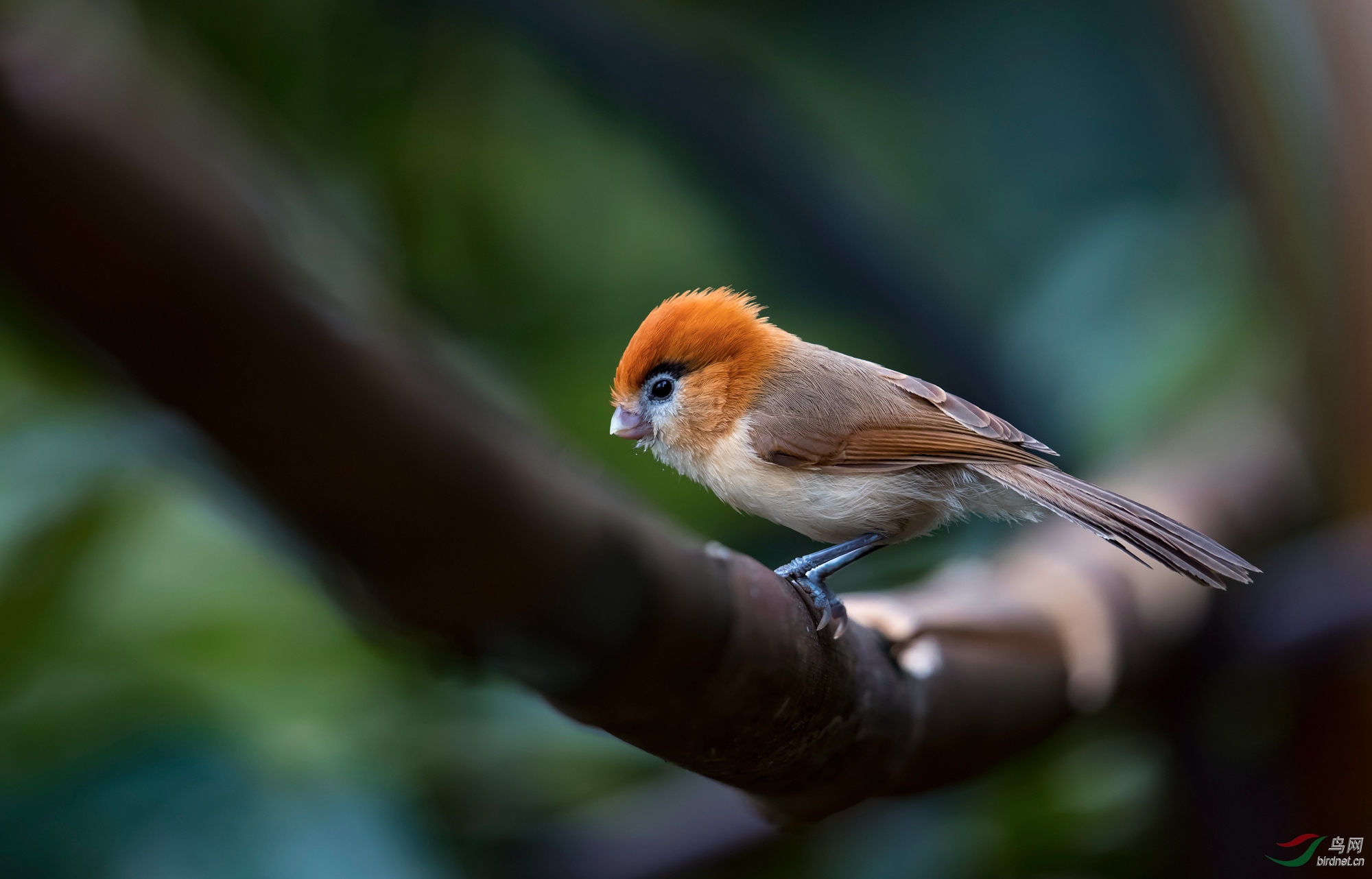 黑眉鸦雀 - 云南版 yunnan 鸟网