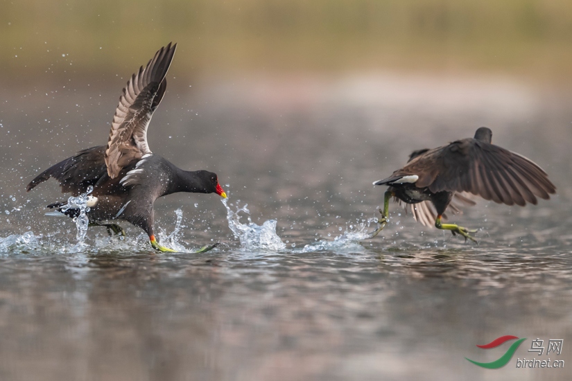 _YCL7345 - ���� (2) - ���� - ����.jpg